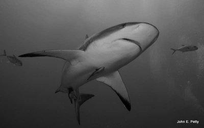 Caribbean Reef Shark IMG_5291.jpg