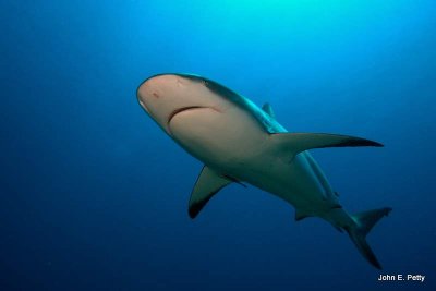 Caribbean Reef Shark IMG_5318.CR2.jpg