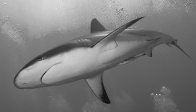 Caribbean Reef Shark IMG_5245.jpg
