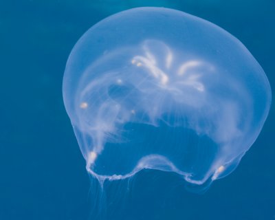 Moon Jellyfish IMG_5566.jpg