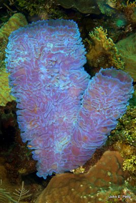 Purple Tube Sponge IMG_5530.jpg