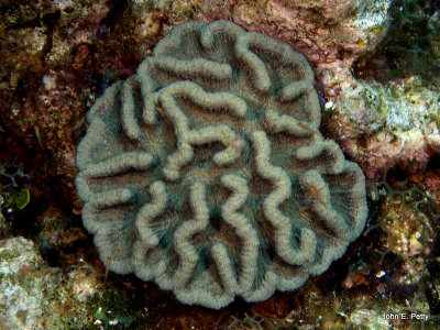 Fleshy Coral IMG_5535.jpg