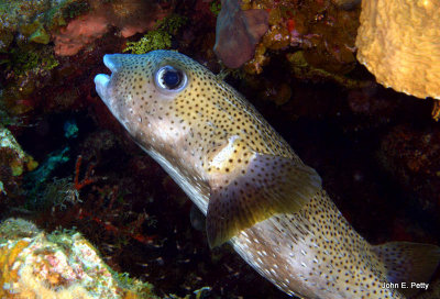 Porcupinefish IMG_5538.jpg