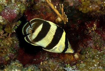 Banded Butterflyfish IMG_5651.jpg