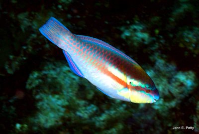 Princess Parrotfish IMG_5656.jpg