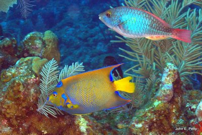 Queen Angelfish & Redband Parrotfish IMG_5659.jpg