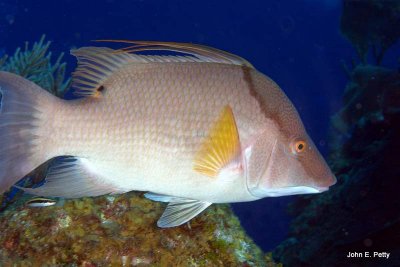 Hogfish IMG_5412.CR2.jpg