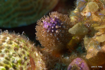 Cup Coral IMG_5433.jpg