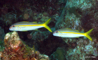 Yellow Goatfish IMG_5701.jpg