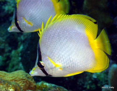 Spotfin Butterflyfish IMG_5715.jpg