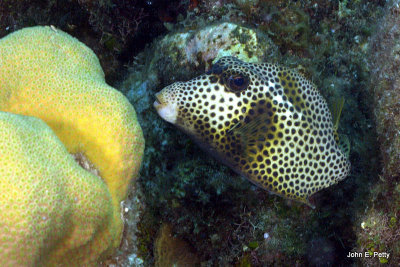 Roatan, Honduras - Underwater