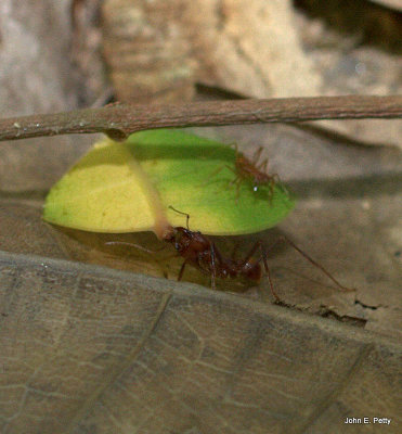 Leafcutting Ants IMG_6844.jpg