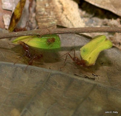 Leafcutting Ants IMG_6846.jpg