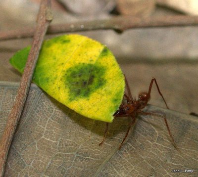 Leafcutting Ants IMG_6855.jpg