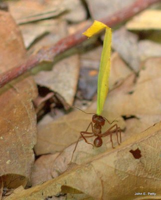 Leafcutting Ants IMG_6884.jpg