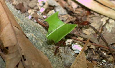 Leafcutting Ants IMG_6897.jpg
