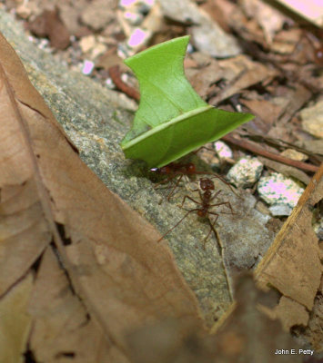 Leafcutting Ants IMG_6898.jpg