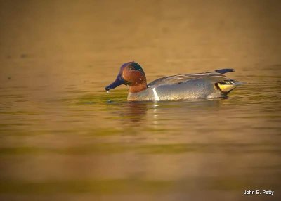 Green-winged Teal IMG_8245.jpg