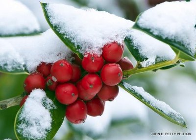 Snow berries IMG_9021-1.jpg
