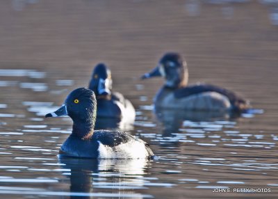 Ring-Necked IMG_8927.jpg
