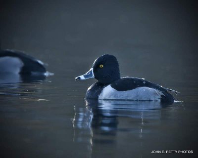 Ring-necked Drake IMG_9426-1.jpg