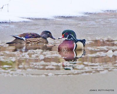 Icey wood pair IMG_0022.jpg