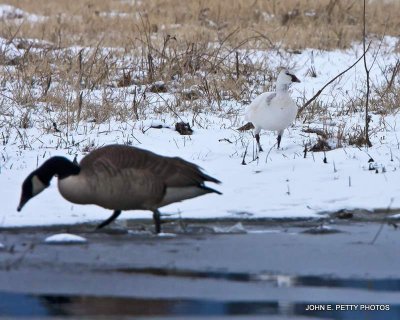 Snow Goose and Canadian IMG_0113.jpg
