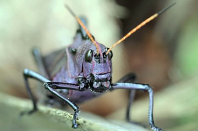 INSECTE