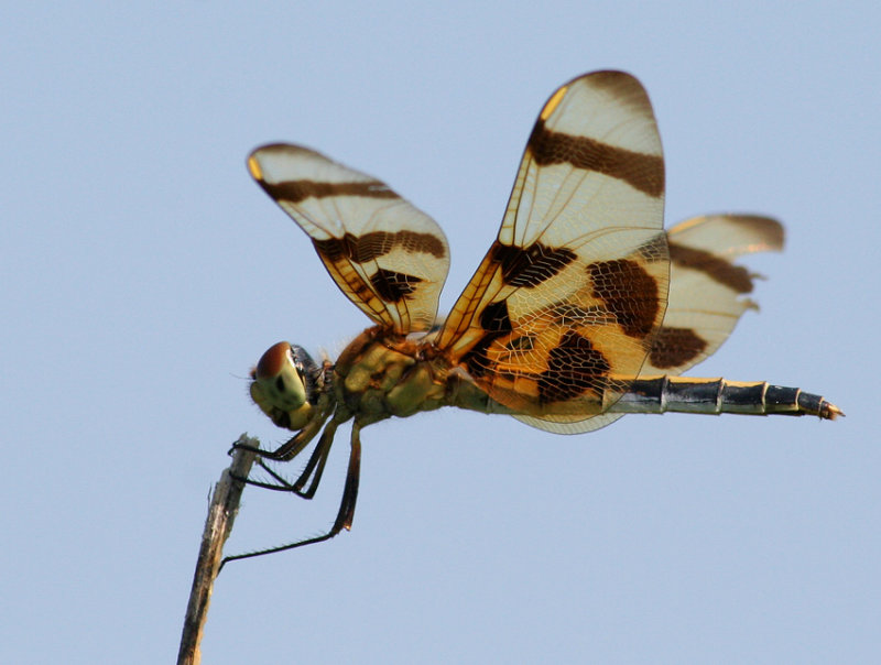 Halloween Pennant