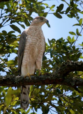 Coopers Hawk (Rose Hill Cemetery)