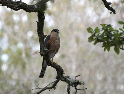 Sharp-shinned Hawk