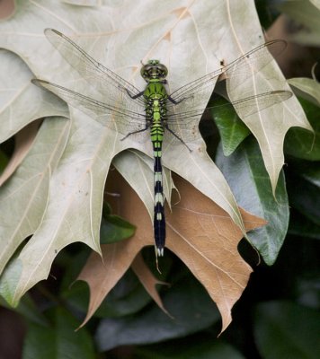 Eastern Pondhawk