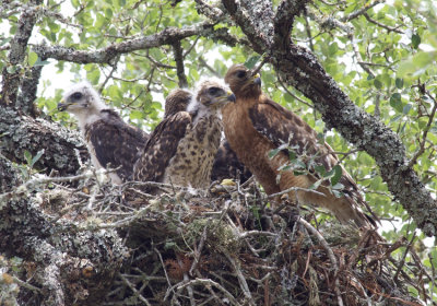 Red-shouldered Nest, Bexar County