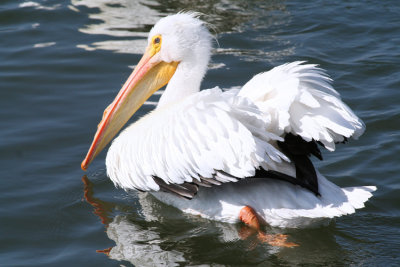 American White Pelican, SPINS