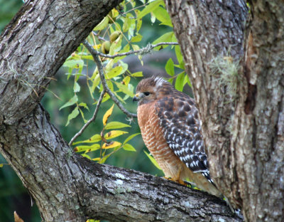 Red-shouldered Hawk, Landa Park
