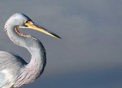 Tricolored Heron, Birding Center