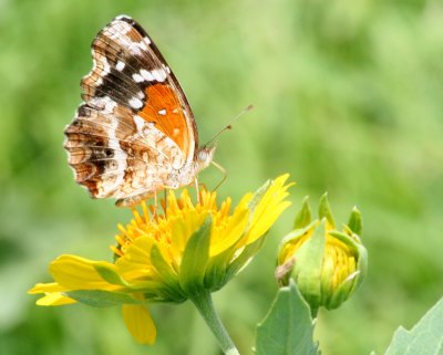 Texan Crescentspot,  Concan