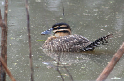 Masked Duck, Three Rivers