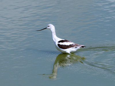 American Avocet