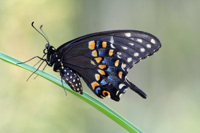 Eastern Black Swallowtail.jpg