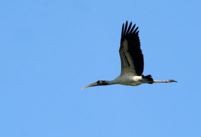Wood Stork