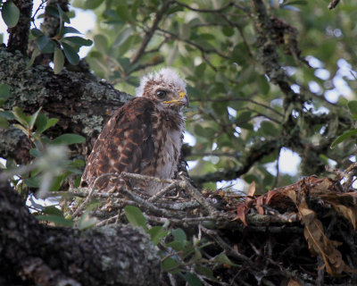 Red-shouldered Hawk Chick,  Northern Bexar