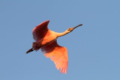 Roseate Spoonbill Port Aransas Birding Center