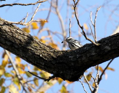Black and White Warbler, High School  River Trail