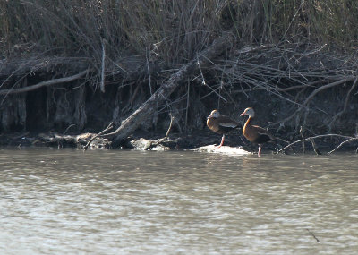 Black-bellied Whistling Ducks, Pond Kearney Road