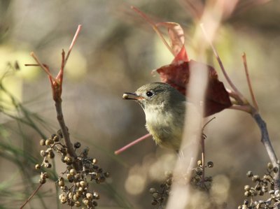 Ruby-crowned Kinglet with Seed