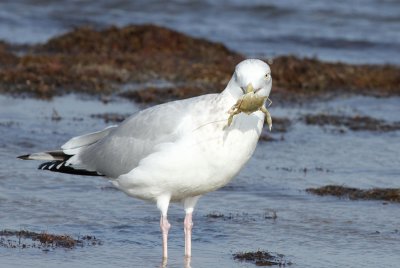 Herring Gull with Crab, Packery Channel