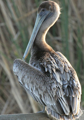 Brown Pelican, Birding Center