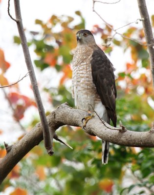 Coopers Hawk, Paradise Pond