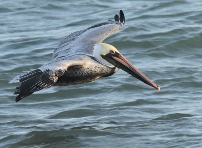 Brown Pelican in Flight